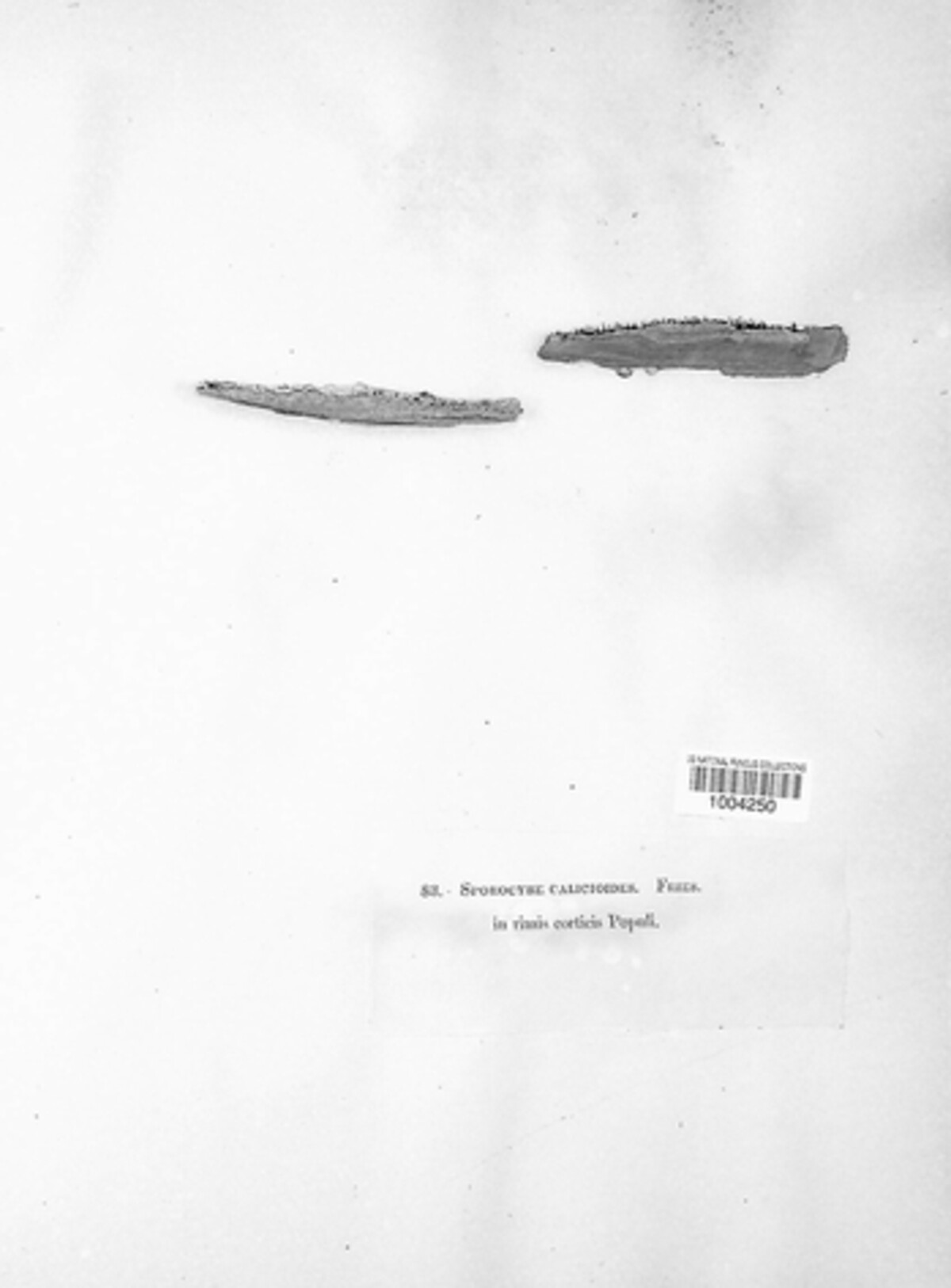 Exophiala image